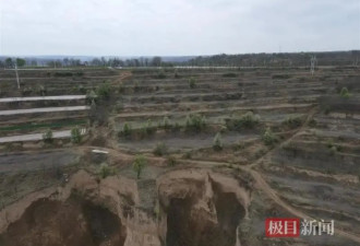 男子承包的上千棵核桃树被砍 村民:政府授意的