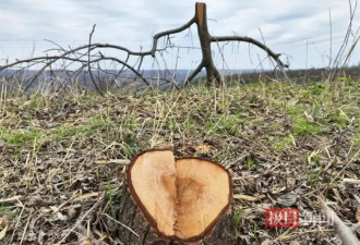 男子承包的上千棵核桃树被砍 村民:政府授意的