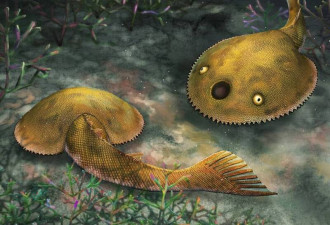 广西现4.1亿年前“九尾狐甲鱼” 化石