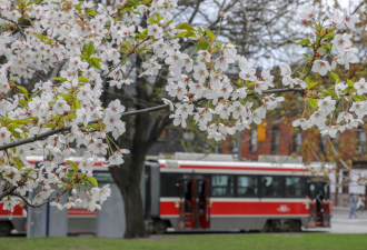 多伦多樱花提前盛放！安省22处最佳赏樱地点！安排上！
