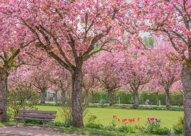 pink-blossoms-with-park-bench