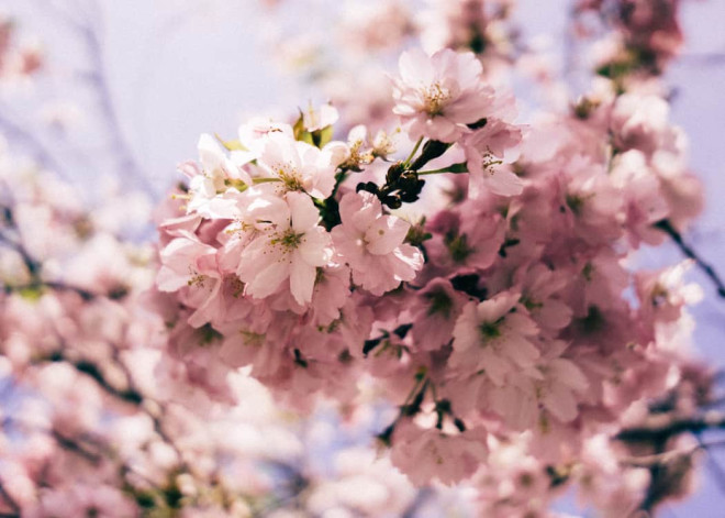 Cherry-Blossoms-in-Ontario-bunch-of-blossoms