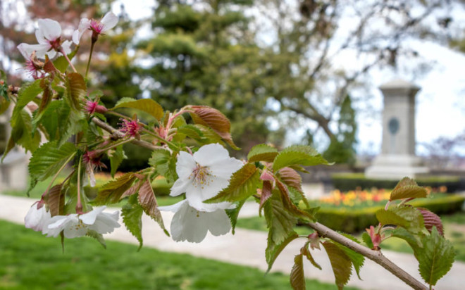 Close Up of Cherry Blossoms in Queenston Heights Park :: I've Been Bit! Travel Blog