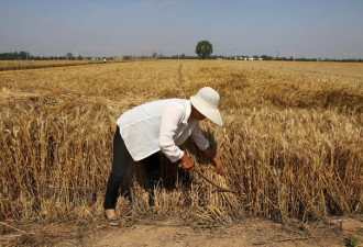 中国政府向农民发放一百亿财政补贴鼓励农民种粮