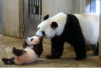 纷纷归还：中国“熊猫外交”时代宣告终结