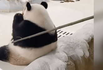 南京一大熊猫被竹竿拍打 涉事饲养员永久禁养熊猫