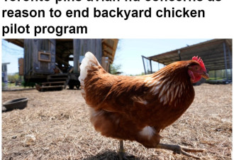多伦多因禽流感问题终止后院养鸡试点计划
