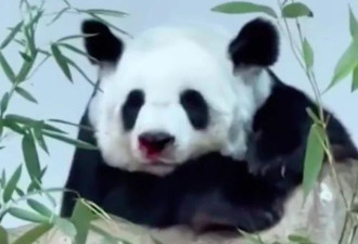 22岁旅泰大熊猫“林惠”死亡，曾被拍到鼻部出血