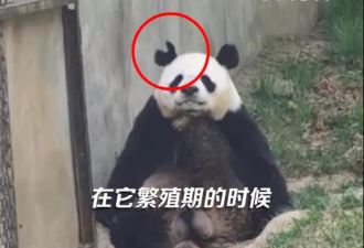 看图就觉得疼…大熊猫打架，1只耳朵被咬成这样