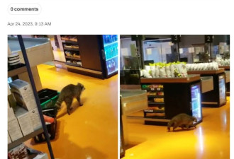 浣熊傍晚闯进多伦多Loblaws超市，顾客忙拍照