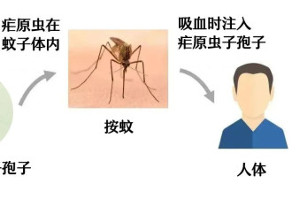 蚊子咬了导致忽冷忽热，是被“疟”了吗？