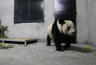大熊猫也要隔离检疫 丫丫回国后首亮相