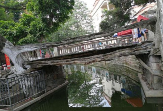广东一座树长成的桥 构造奇特已300岁