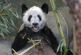 大熊猫“丫丫”顺利抵达上海,梳理“丫丫”成长之路