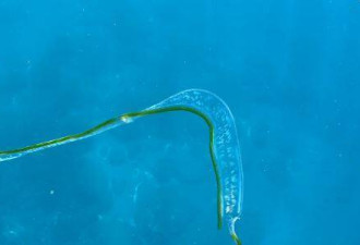 透明黄瓜片海中游泳 “迷幻生物”身分曝光
