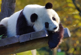 丫丫回国了，我们到底需要什么样的大熊猫保护？