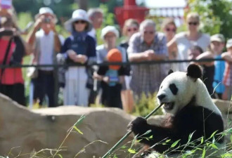 中国为何要出租大熊猫给外国? 赚钱啊!