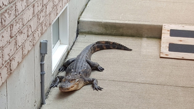Alligator in yard of Walter Ertsinian