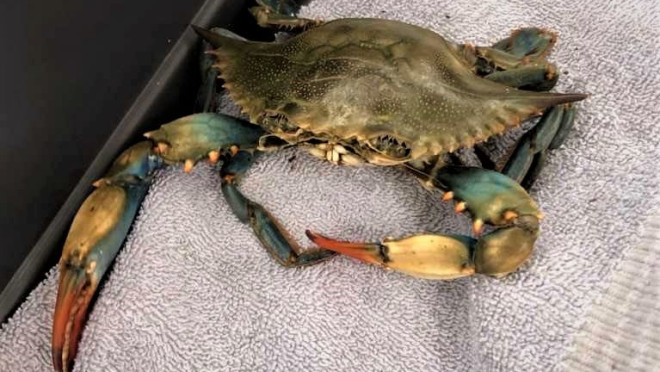 The crab found in Hamilton's Victoria Park can be seen above. (Hamilton Animal Services)