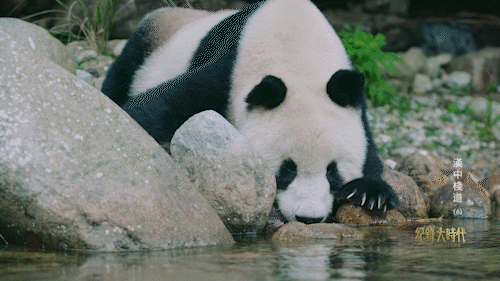 野生大熊猫实拍画面曝光？它们就在汉中这个地方