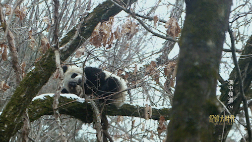 野生大熊猫实拍画面曝光？它们就在汉中这个地方