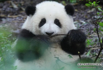 熊猫经济：“她”凭一己之力吸26.4万游客