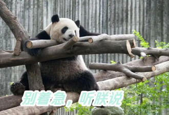 成都大熊猫基地：网传熊猫香格生病系发情换毛