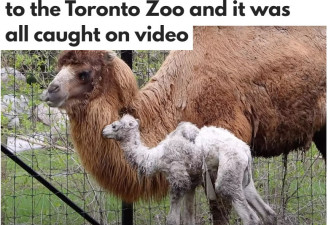 太惊喜：多伦多动物园珍稀骆驼分娩全程被游客看到