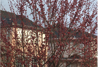 优雅的植物 温哥华的枫 春天别样红
