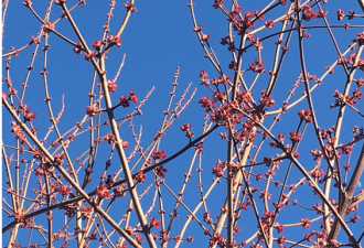 优雅的植物 温哥华的枫 春天别样红