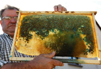法国惊现蓝色蜂蜜 竟因小蜜蜂去偷吃了…