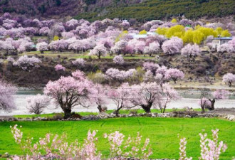赏桃花 这才是西藏的小众自驾秘境