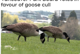 繁殖太快！温哥华公园局准备对加拿大鹅下手捕杀