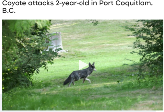 加拿大2岁男孩公园遭郊狼撕咬 警方初步调查竟发现是人为