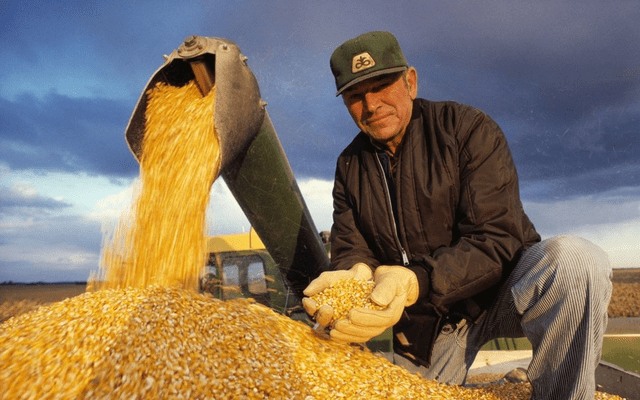 中国买家大批取消美玉米订单，美媒称退单潮将继续，欧盟表达担忧_美国_巴西_市场
