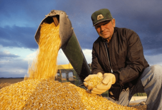 中国买家取消83.2万吨美国玉米订单，“退单潮或将继续”