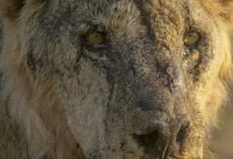 十头狮子外出觅食被杀，肯尼亚上演人狮大战！