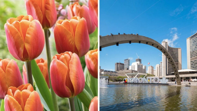 ​Tulips blooming. Right: Nathan Philip Square. 