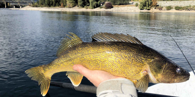 Walleye - WeSportFish.com