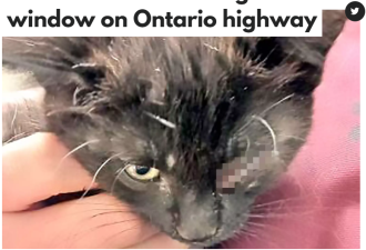 全网暴怒！可爱小奶猫在安省高速被扔出车窗！