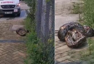 4公尺蟒蛇上街生吞猫咪惊呆民众，吃完即逃躲过捕蛇人