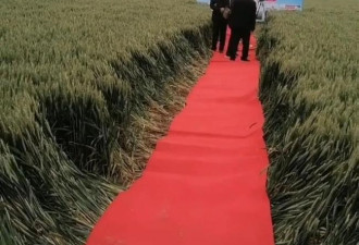 “麦田铺红毯是对 免得他们污染那片土地”