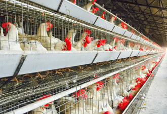 禽流感持续蔓延 全球最大鸡肉出口国进入紧急状态