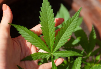 2018年至今安省孕妇吸大麻住院人数增加一倍