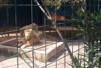 家人进动物笼自拍，狮子突扑倒4岁童…
