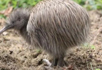 动物园被曝虐待新西兰国鸟 民众愤怒了