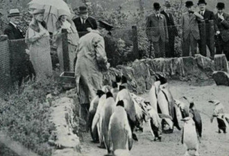 史上第一段企鹅“同性恋”的记录,被刻意隐藏了100年
