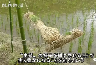 太污！日本茨城奇怪的风俗：野外啪啪可以让稻谷收成更丰硕