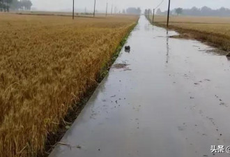 媒体:万亩小麦倒在水中 到底是天灾还是人祸?