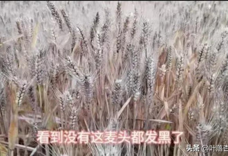 媒体:万亩小麦倒在水中 到底是天灾还是人祸?